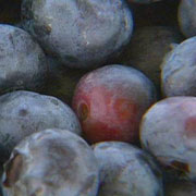 P. Allen Smith Edibles Collection - Blueberries
